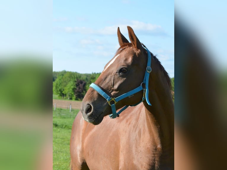Hanoverian Mare 13 years 16 hh Chestnut-Red in Selters