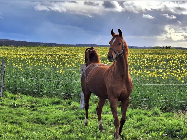Hanoverian Mare 13 years 16 hh Chestnut-Red in Selters