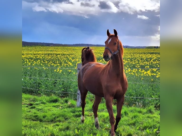 Hanoverian Mare 13 years 16 hh Chestnut-Red in Selters