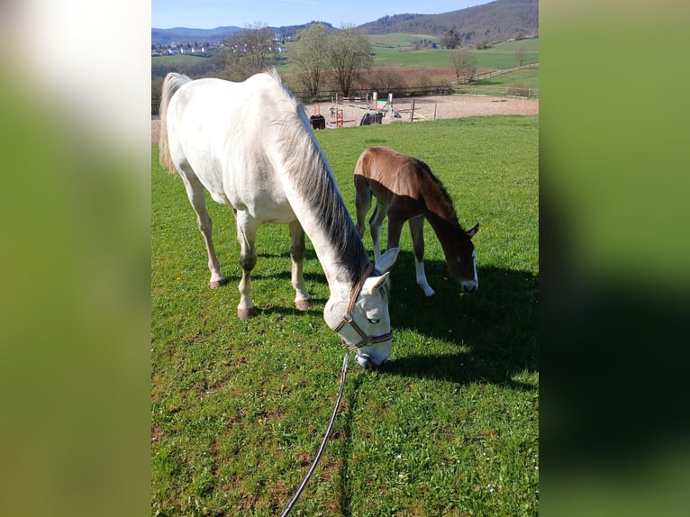 Hanoverian Mare 13 years 16 hh Gray in Bad Wildungen