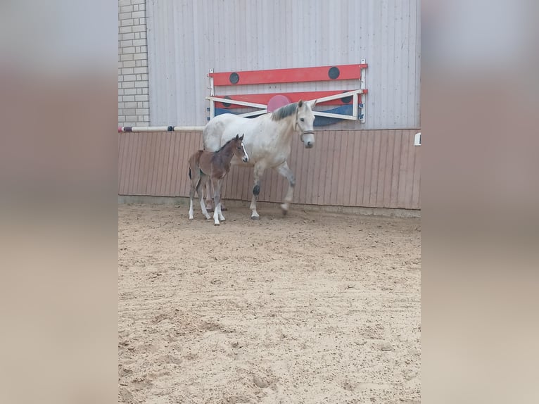 Hanoverian Mare 13 years 16 hh Gray in Bad Wildungen