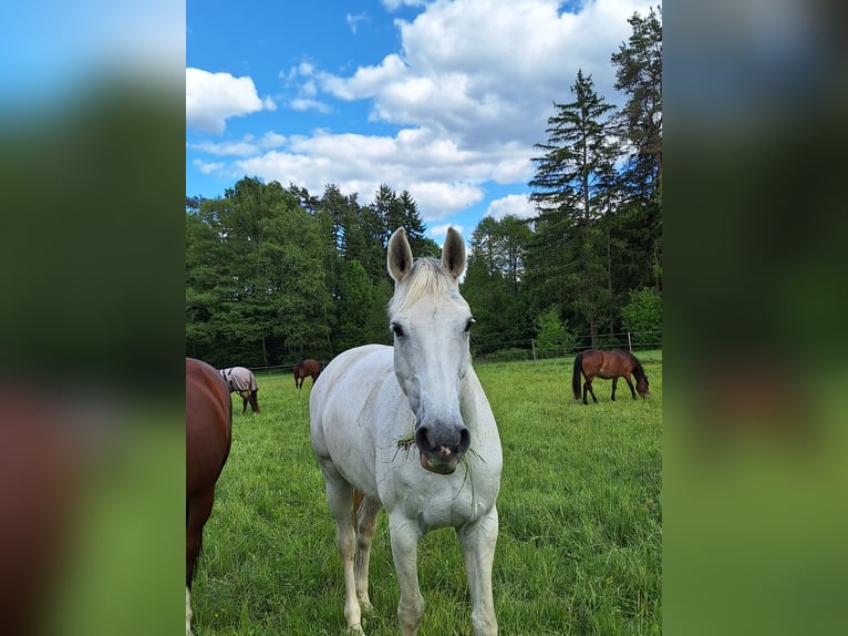 Hanoverian Mare 13 years 16 hh Gray in Creu&#xDF;en
