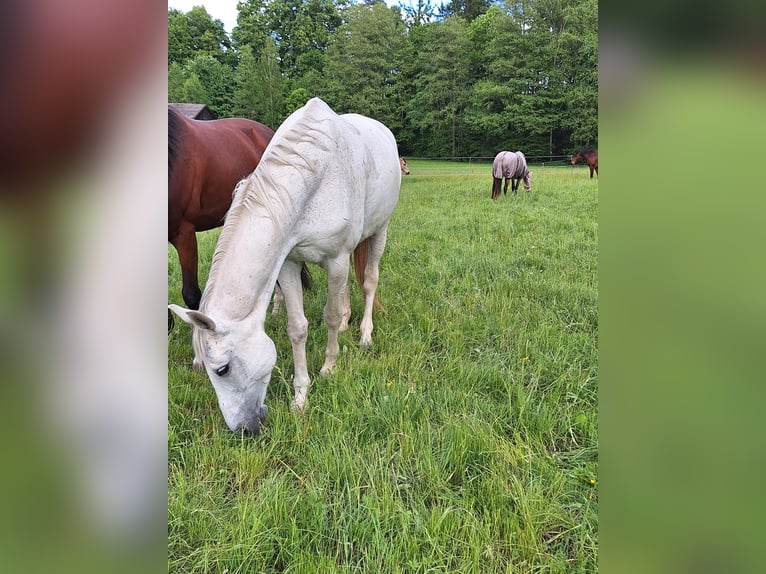 Hanoverian Mare 13 years 16 hh Gray in Creu&#xDF;en