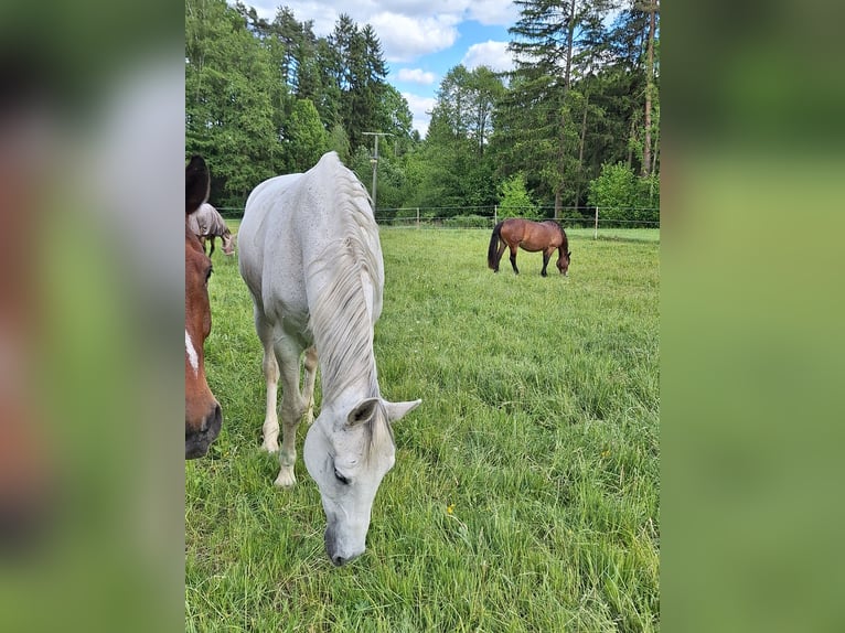 Hanoverian Mare 13 years 16 hh Gray in Creu&#xDF;en