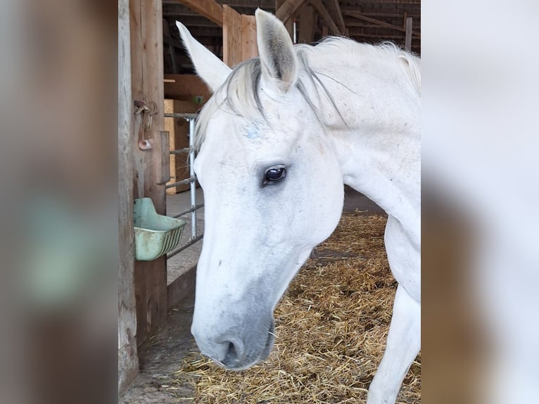 Hanoverian Mare 13 years 16 hh Gray in Creu&#xDF;en