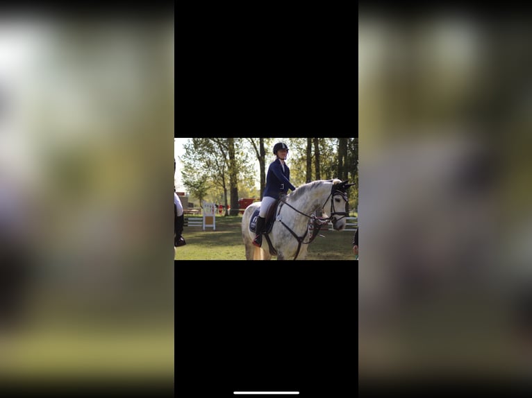 Hanoverian Mare 13 years 16 hh Gray in Derenburg