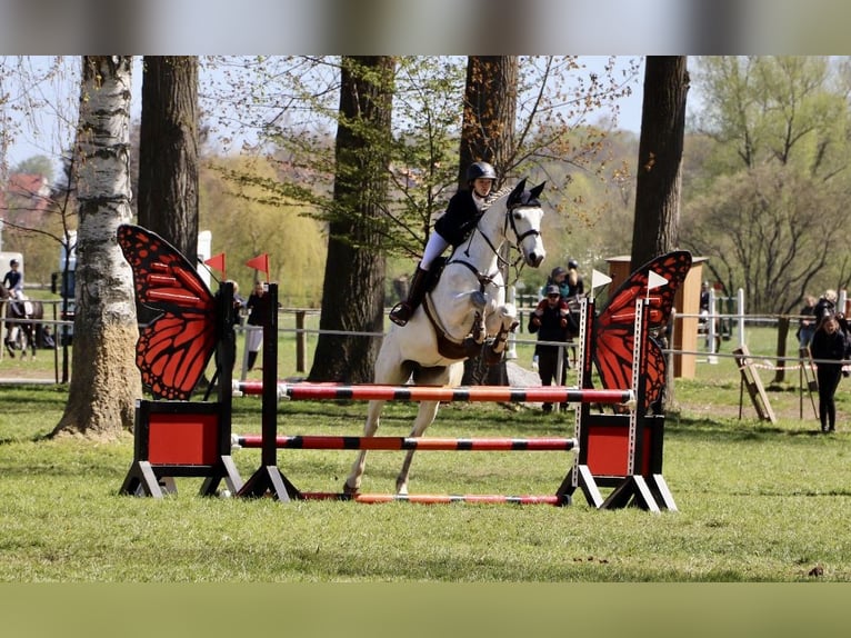 Hanoverian Mare 13 years 16 hh Gray in Derenburg