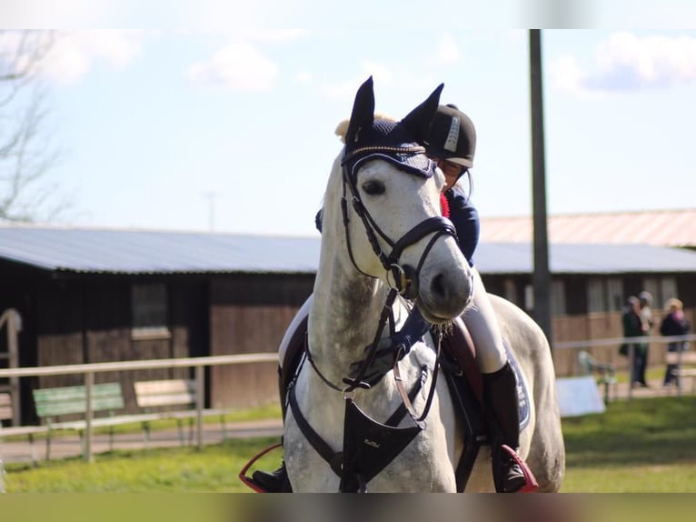 Hanoverian Mare 13 years 16 hh Gray in Derenburg