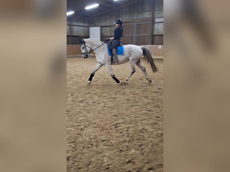 Hanoverian Mare 13 years 16 hh Grey in Grimma