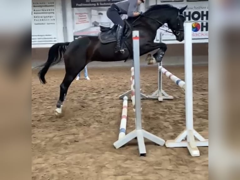Hanoverian Mare 13 years 16 hh Smoky-Black in Soltau