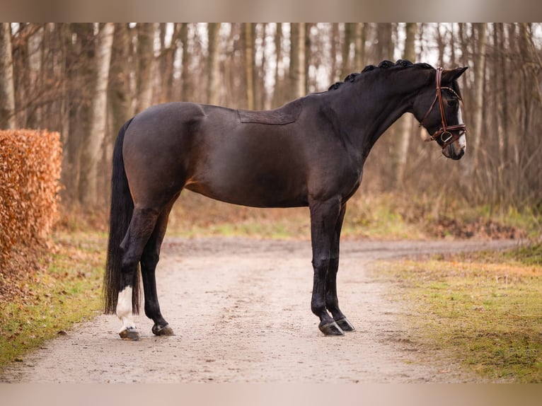 Hanoverian Mare 13 years 16,1 hh Bay-Dark in Wehringen