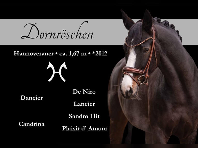 Hanoverian Mare 13 years 16,1 hh Bay-Dark in Wehringen