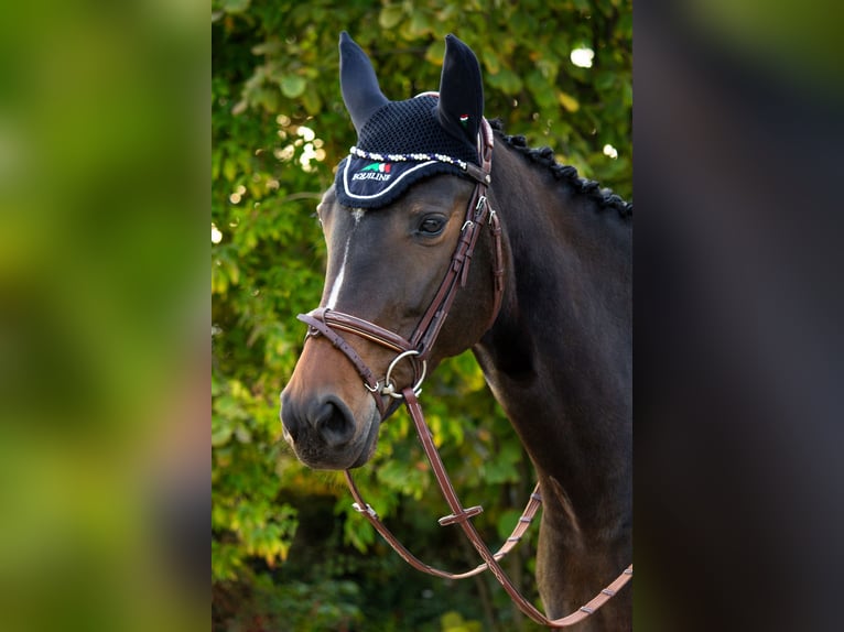 Hanoverian Mare 13 years 16,1 hh Bay-Dark in Lauffen am Neckar