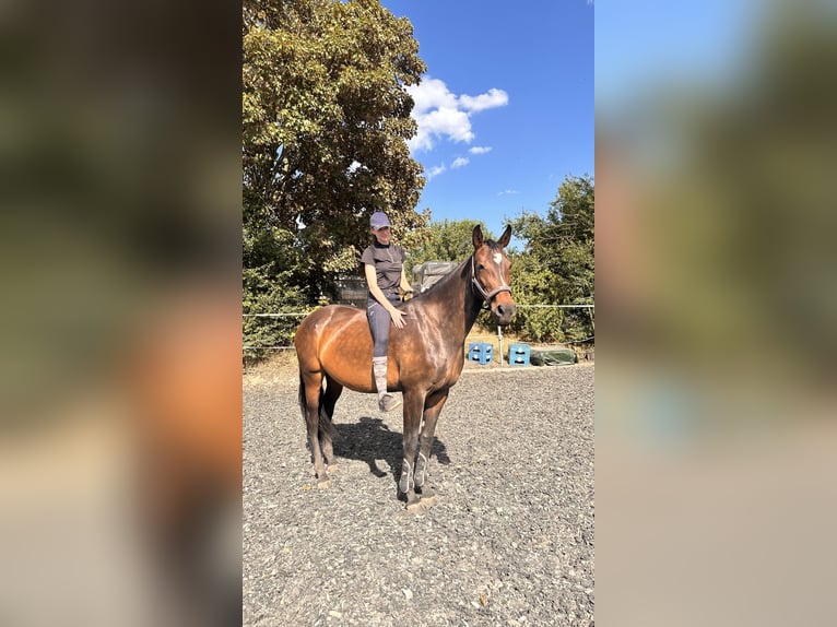 Hanoverian Mare 13 years 16,1 hh Bay-Dark in Lauffen am Neckar