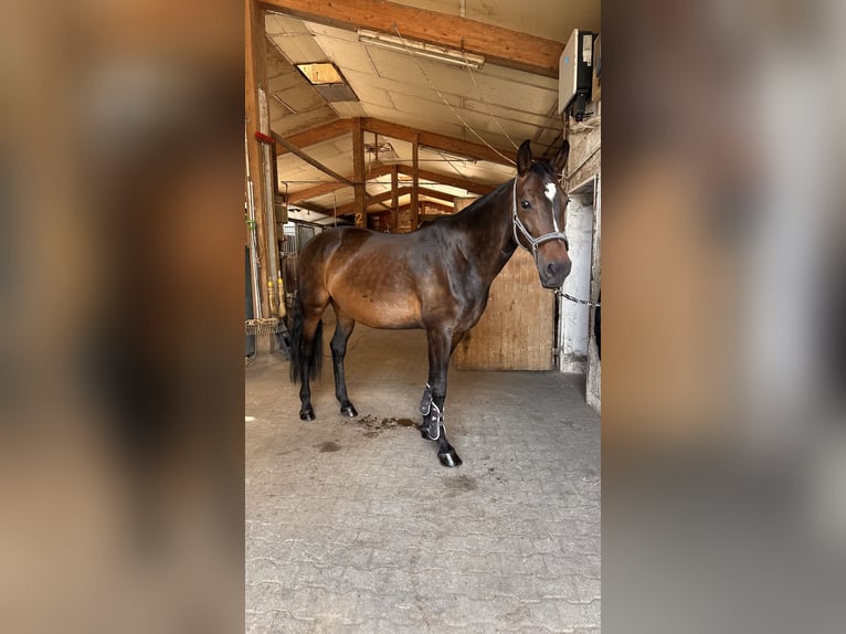 Hanoverian Mare 13 years 16,1 hh Bay-Dark in Lauffen am Neckar
