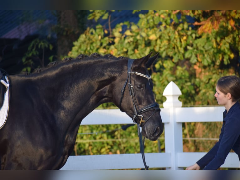 Hanoverian Mare 13 years 16,1 hh Black in D&#xE4;tgen