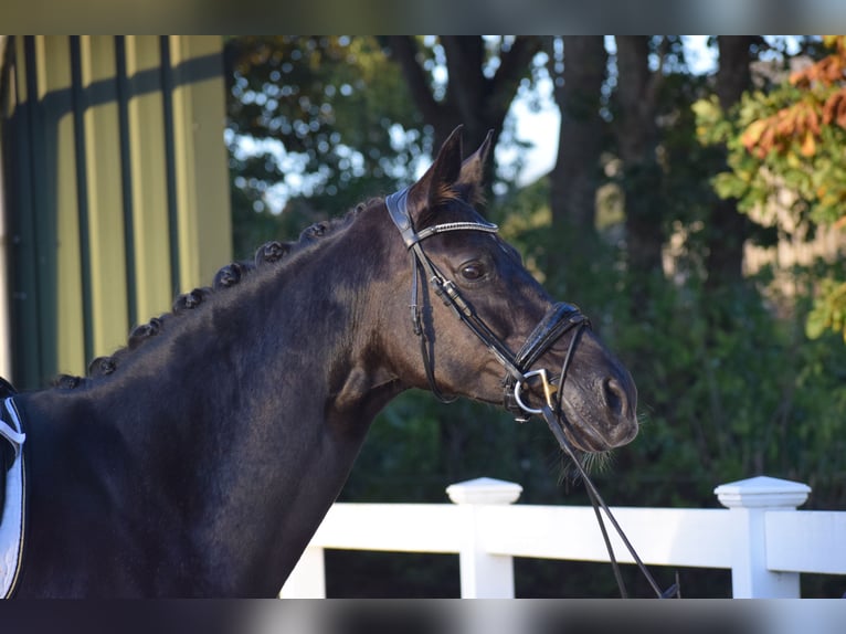 Hanoverian Mare 13 years 16,1 hh Black in D&#xE4;tgen