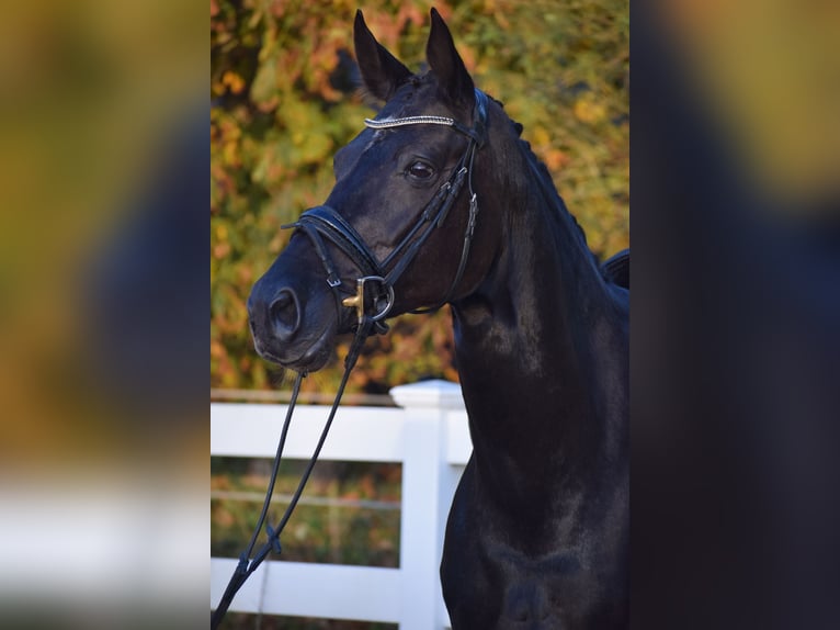 Hanoverian Mare 13 years 16,1 hh Black in D&#xE4;tgen