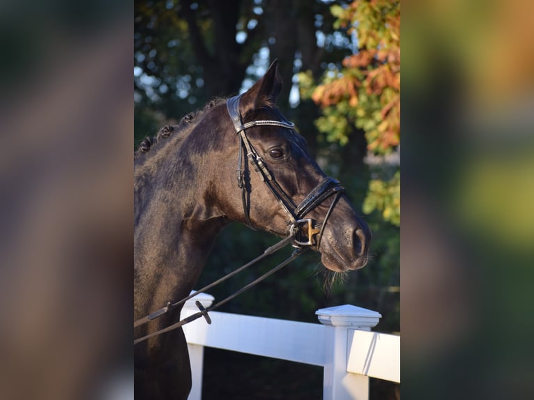Hanoverian Mare 13 years 16,1 hh Black in D&#xE4;tgen