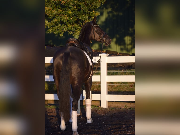 Hanoverian Mare 13 years 16,1 hh Black in D&#xE4;tgen