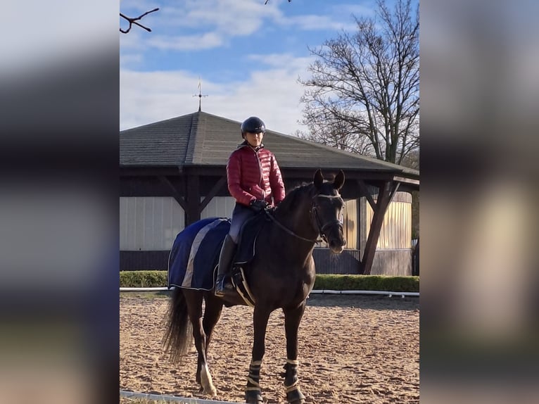 Hanoverian Mare 13 years 16,1 hh Black in Malente