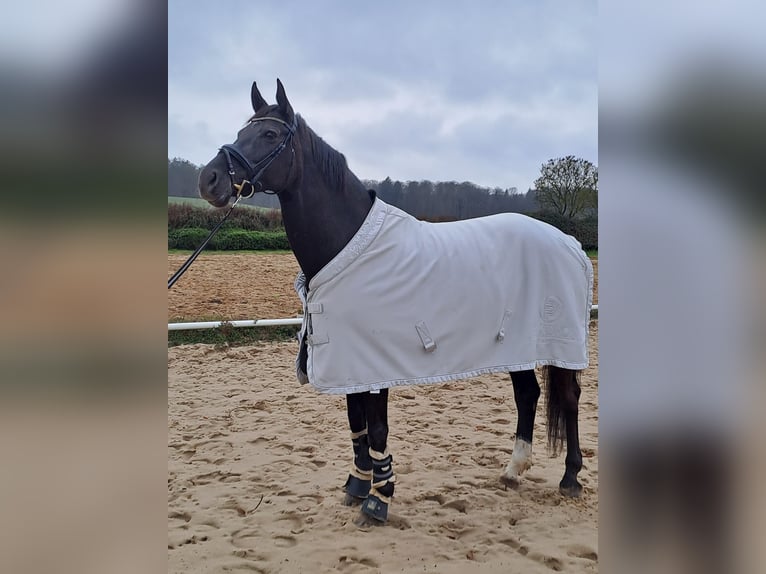 Hanoverian Mare 13 years 16,1 hh Black in Malente