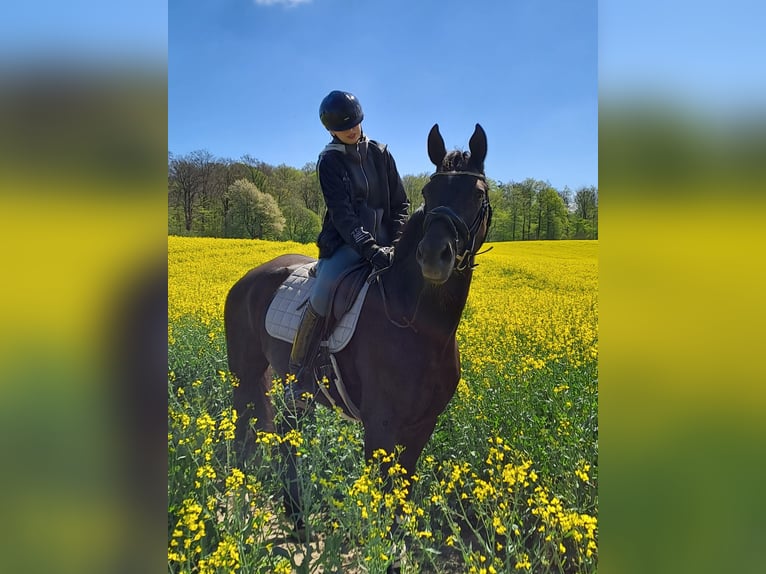 Hanoverian Mare 13 years 16,1 hh Black in Malente