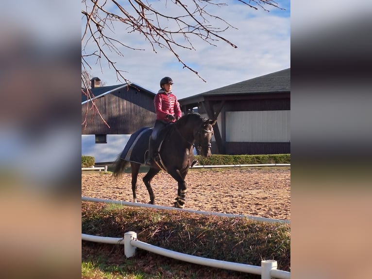 Hanoverian Mare 13 years 16,1 hh Black in Malente