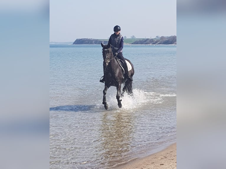 Hanoverian Mare 13 years 16,1 hh Black in Malente