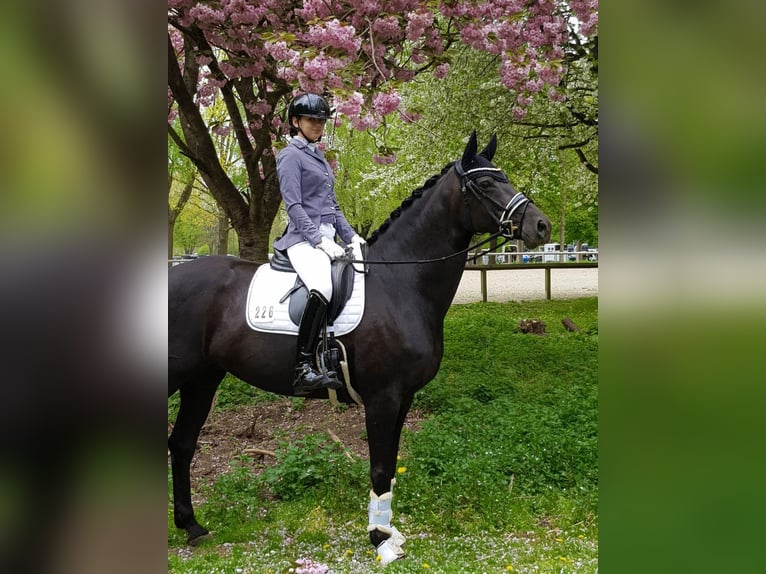 Hanoverian Mare 13 years 16,1 hh Black in Malente