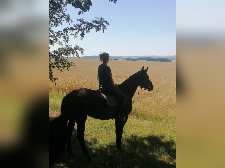 Hanoverian Mare 13 years 16,1 hh Black in Reichenbach