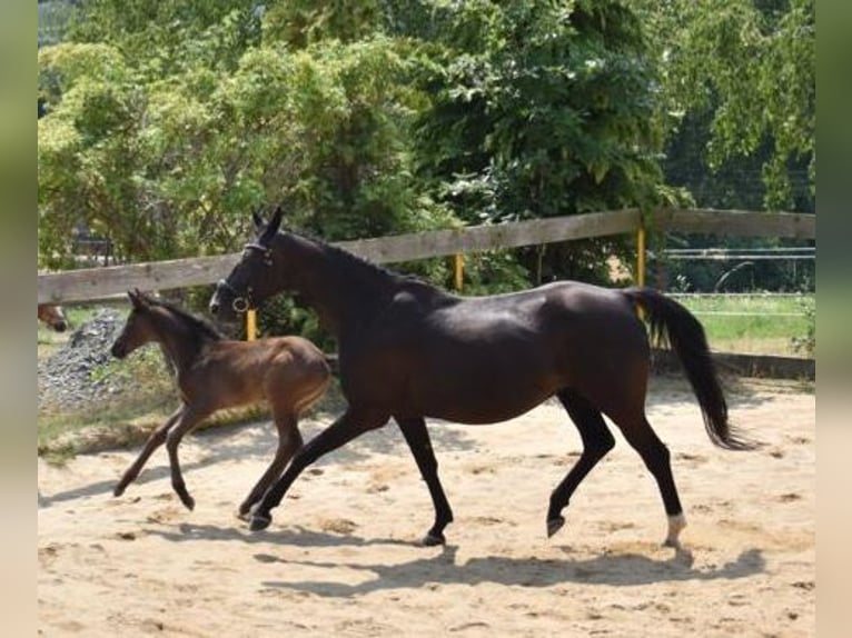 Hanoverian Mare 13 years 16,1 hh Black in Reichenbach