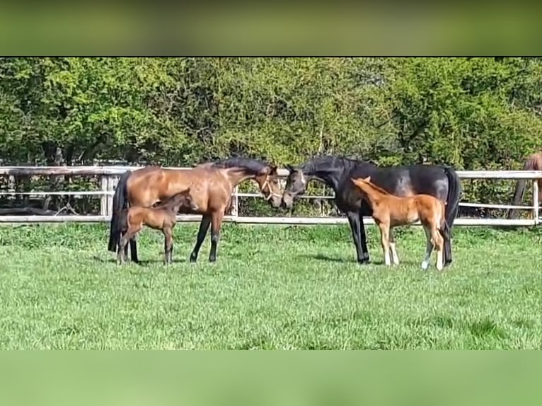 Hanoverian Mare 13 years 16,1 hh Brown in Schellerten