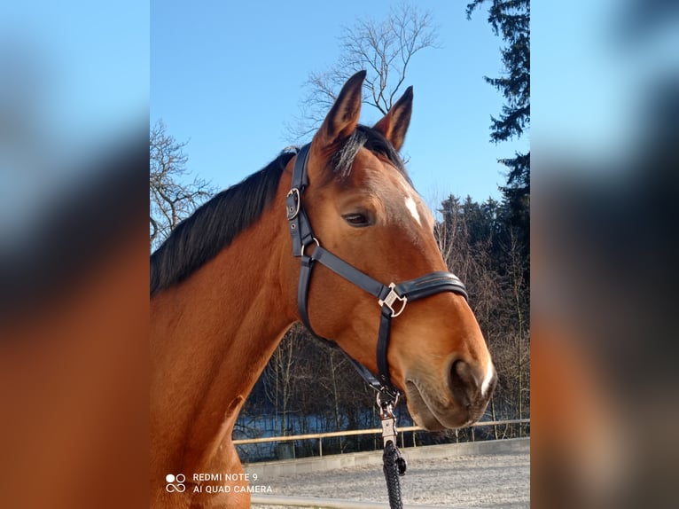 Hanoverian Mare 13 years 16,1 hh Brown in Ostfildern