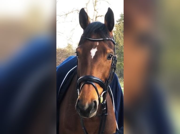 Hanoverian Mare 13 years 16,1 hh Brown in Ostfildern