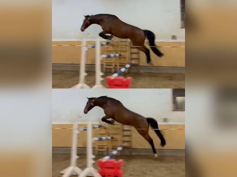 Hanoverian Mare 13 years 16,1 hh Brown in Ostfildern