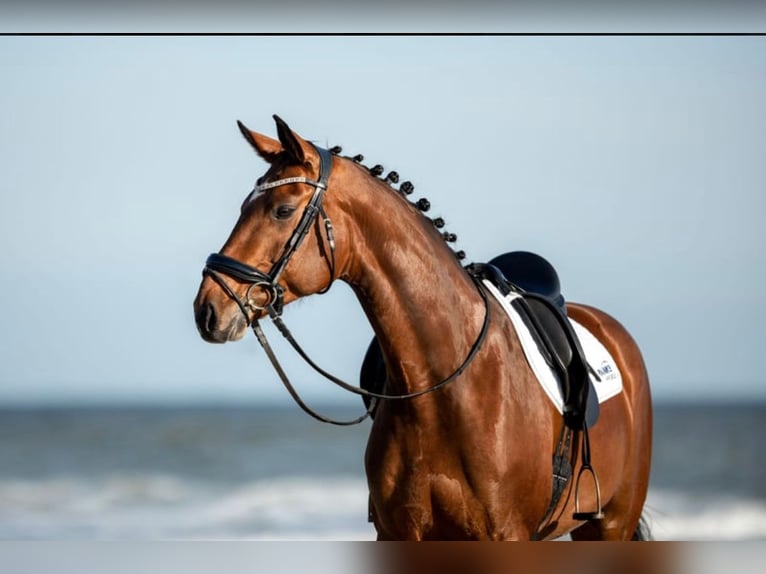 Hanoverian Mare 13 years 16,1 hh Brown in Velbert