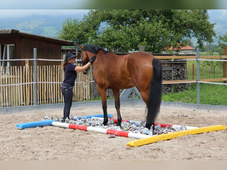 Hanoverian Mare 13 years 16,1 hh Brown in Montlingen