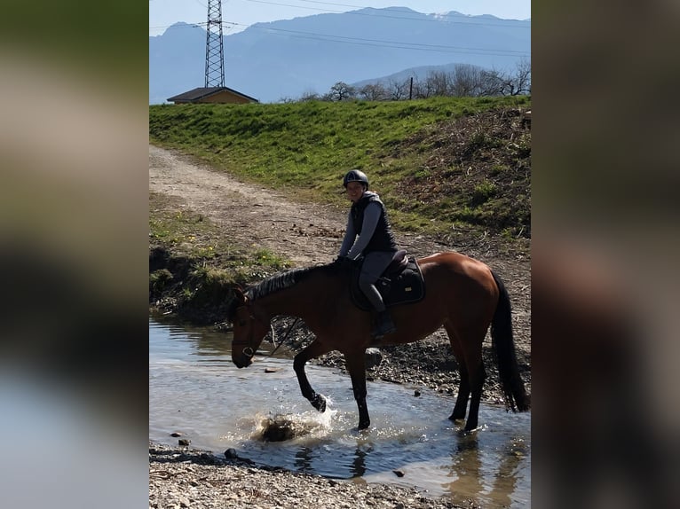 Hanoverian Mare 13 years 16,1 hh Brown in Montlingen