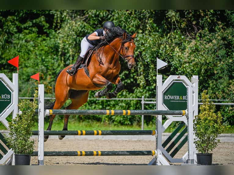 Hanoverian Mare 13 years 16,1 hh Brown in Montlingen
