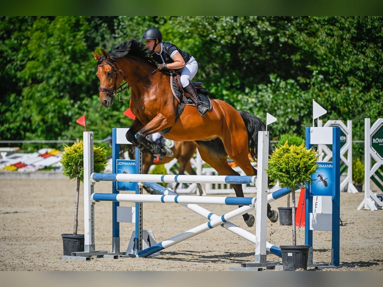 Hanoverian Mare 13 years 16,1 hh Brown in Montlingen