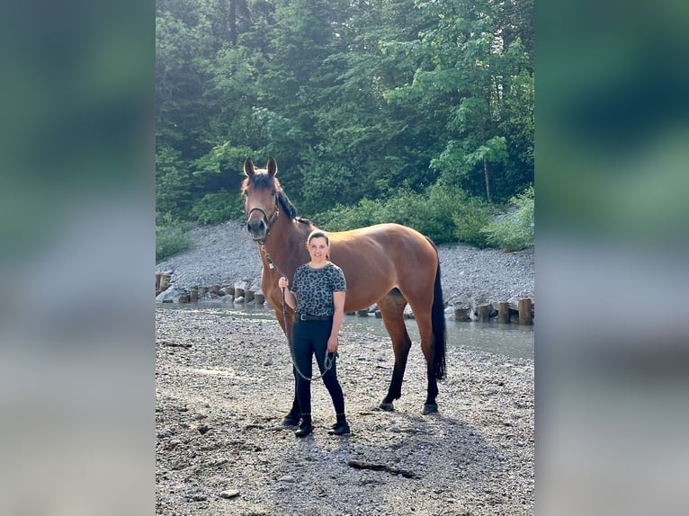 Hanoverian Mare 13 years 16,1 hh Brown in Montlingen