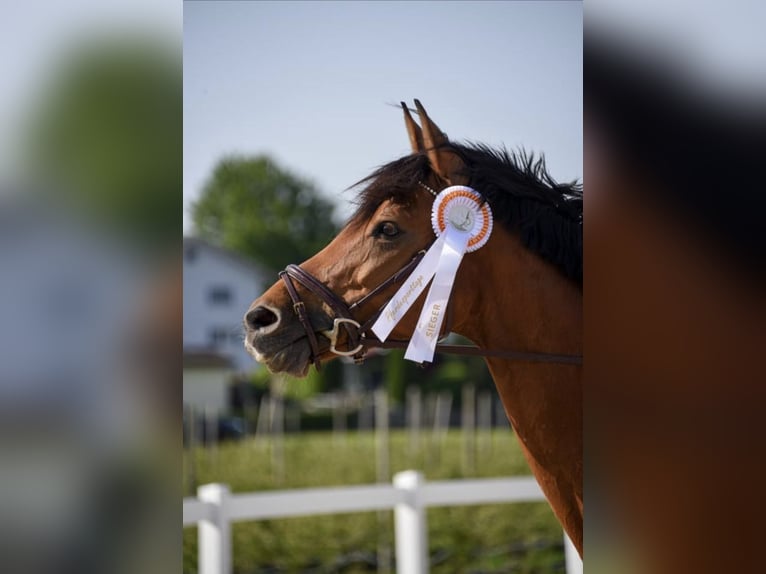Hanoverian Mare 13 years 16,1 hh Brown in Montlingen