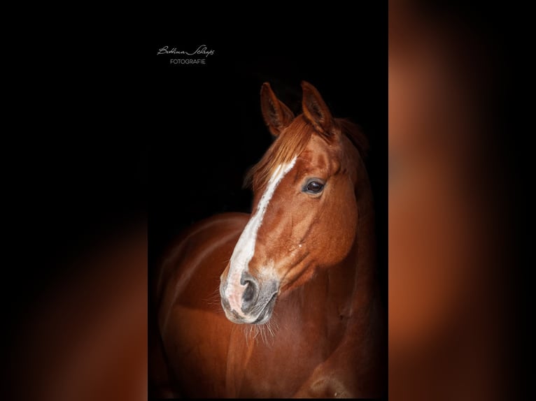 Hanoverian Mare 13 years 16,1 hh Chestnut-Red in Itzehoe