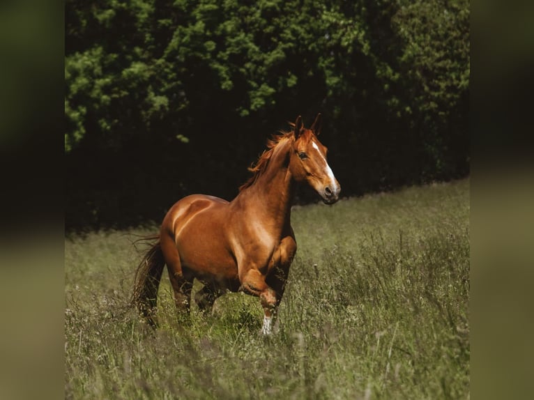 Hanoverian Mare 13 years 16,1 hh Chestnut-Red in Bad Kreuznach