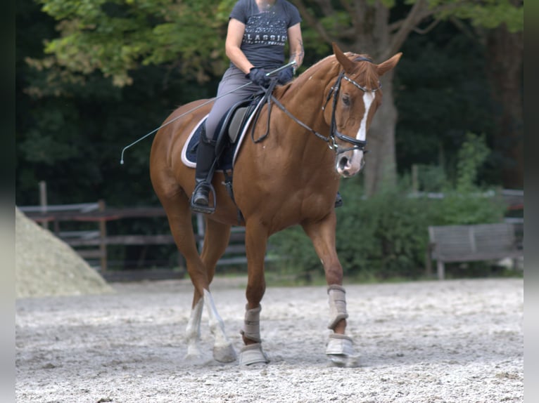 Hanoverian Mare 13 years 16,1 hh Chestnut-Red in Worms