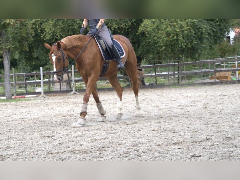 Hanoverian Mare 13 years 16,1 hh Chestnut-Red in Worms