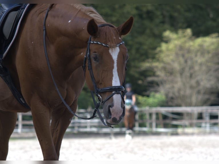 Hanoverian Mare 13 years 16,1 hh Chestnut-Red in Worms