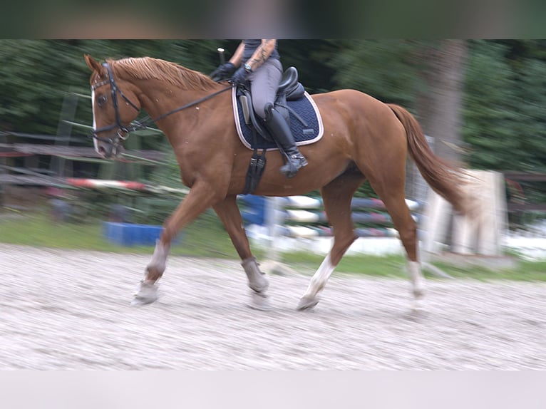 Hanoverian Mare 13 years 16,1 hh Chestnut-Red in Worms