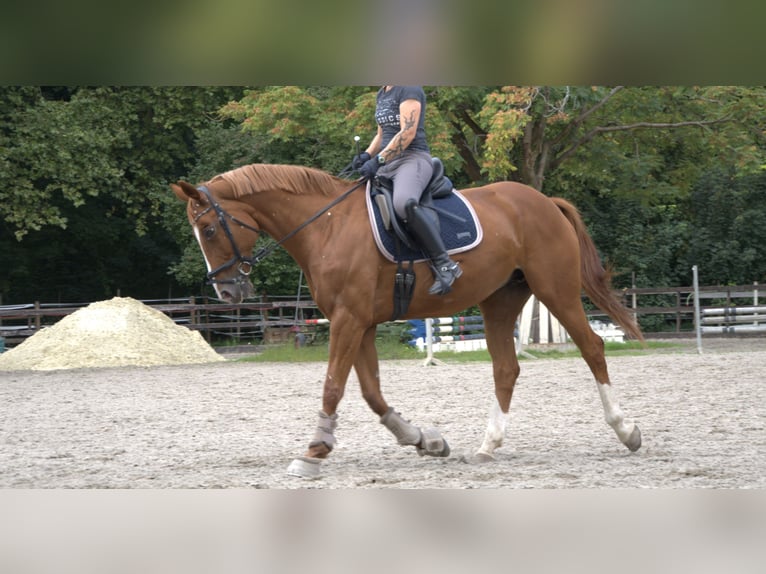 Hanoverian Mare 13 years 16,1 hh Chestnut-Red in Worms